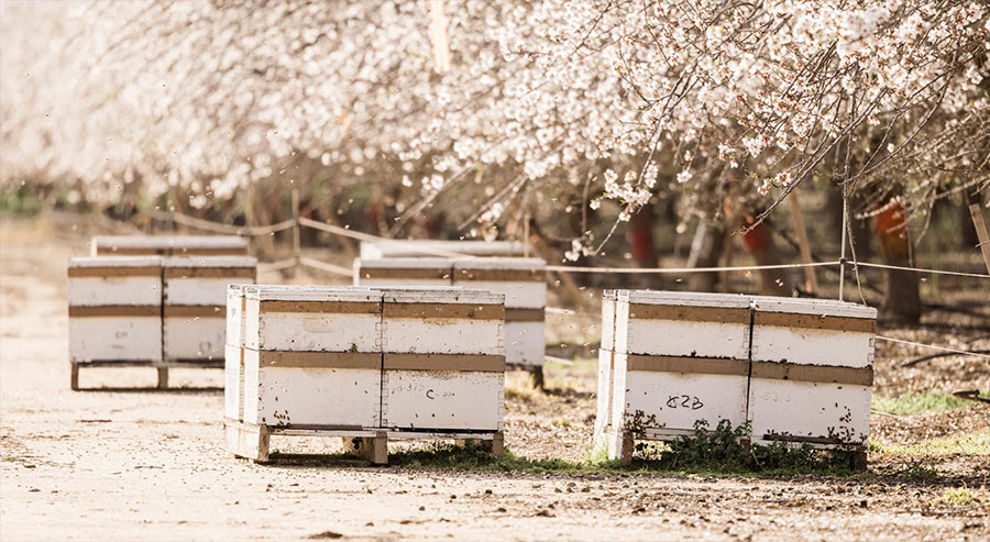 beeboxes