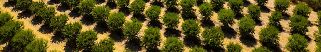trees