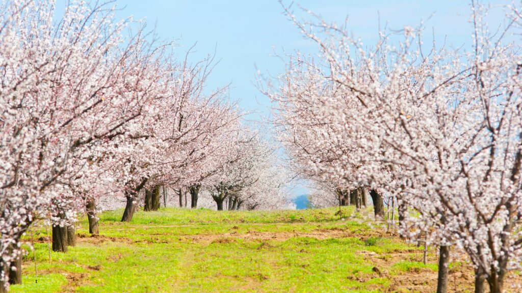 Almond tree